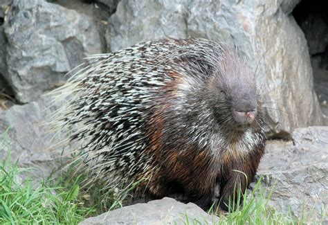 Hedgehog vs Porcupine: Difference and Comparison