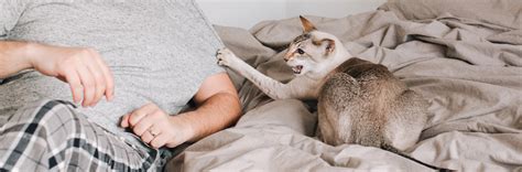 Managing Cat Aggression: Tips & Solutions at Bearhugs
