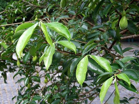 Agarwood Tree - Aquilaria malaccensis Tree Plant – M-Tech Gardens