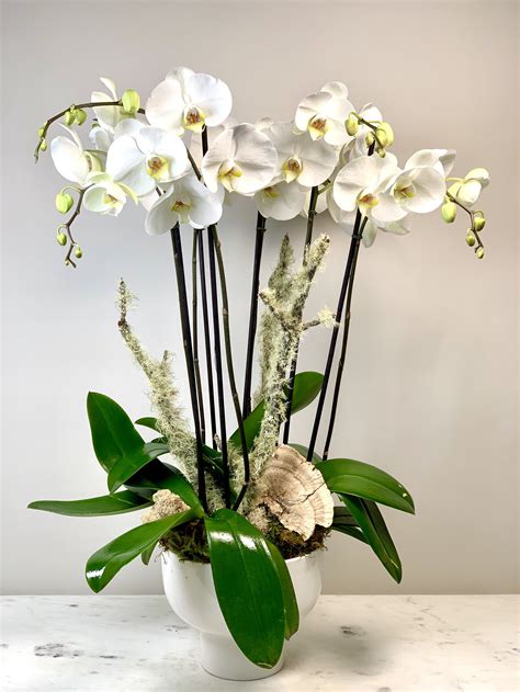 Modern Orchid Arrangements — MENLO BOTANICA