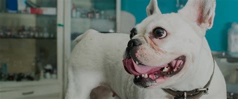 Pet Spay Neuter Vancouver | Spay & Neuters | Cloverdale Animal Hospital