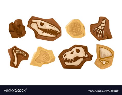 Dinosaur skeleton fossils set Royalty Free Vector Image