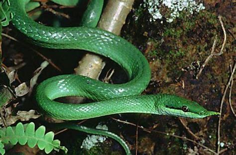 绿色的蛇有几种图片,全身绿色的蛇 - 伤感说说吧