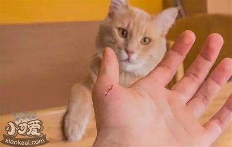 大家有被猫抓伤面部的经历吗？ - 知乎