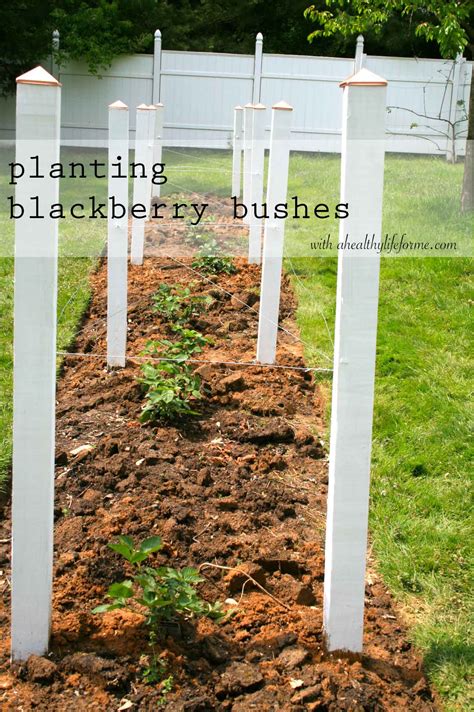Planting Blackberry Bushes