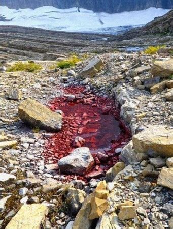 Watermelon snow spotted in Montana's Grinnell Glacier - IBTimes India