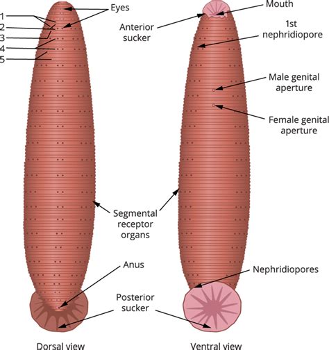 External morphology of leech — lesson. Science State Board, Class 10.
