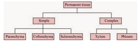 Tissue Chapter Class 9 的图像结果