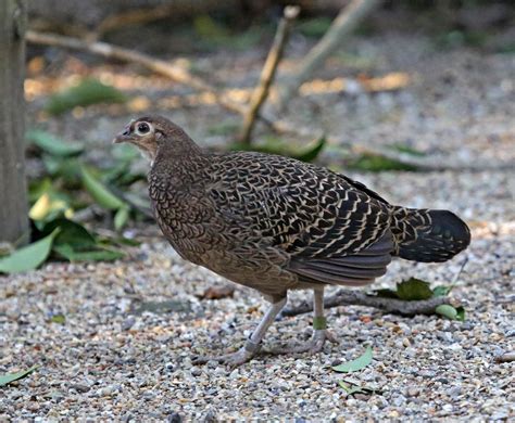Pictures and information on Green Junglefowl