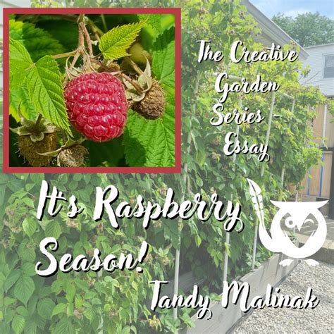 It’s Raspberry Season, a Creative Garden Series Essay