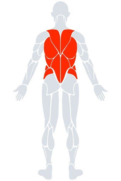 Back Muscle 的图像结果