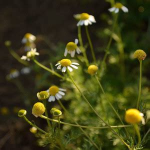 VibeX ® XLR-189 Organic German Chamomile Seed Price in India - Buy ...