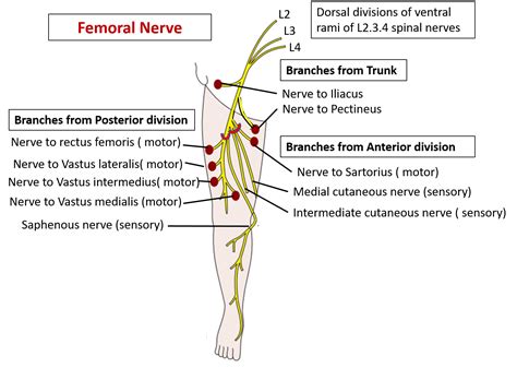 Femoral Nerve Anatomy