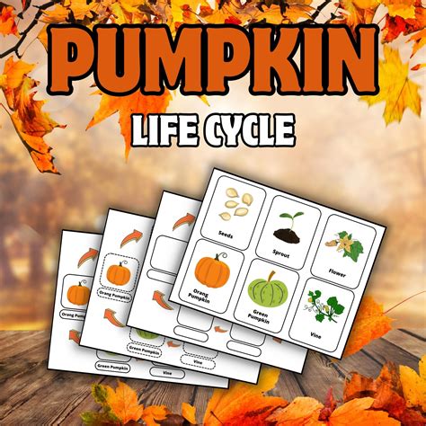 Fall's Harvest Wonder: Exploring the Enchanting Pumpkin Life Cycle ...