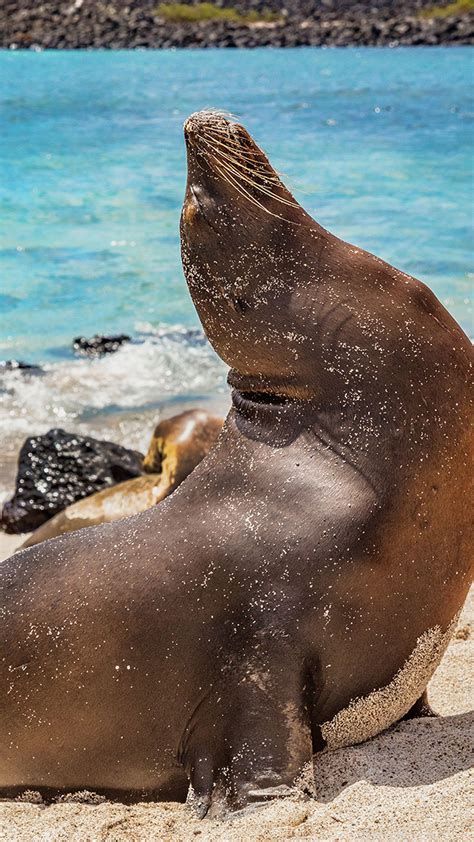 Galapagos Sea Lion in sand, Mann Beach (Playa Mann), San Cristobal ...