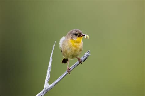 How to Attract Bug-Eating Birds to Your Backyard – Chirp Nature Center