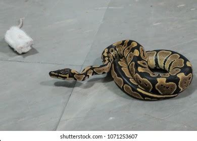 Image result for Python Snake Eating Rat