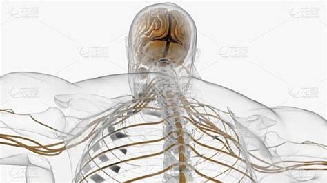 人脑 的图像结果
