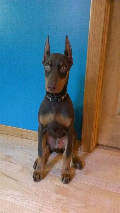 training a puppy doberman