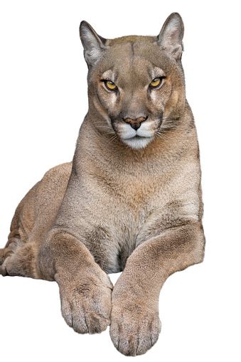 Image result for Animal Images On Python Program