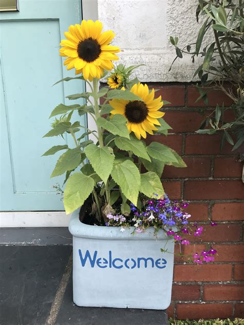 Container Gardening: How to Grow Sunflowers in Pots Outdoors