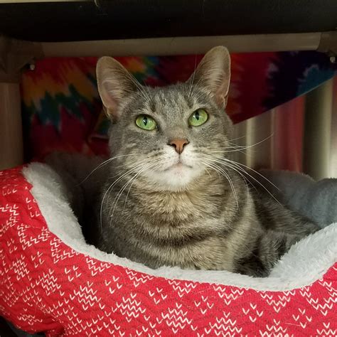 Home | Stillwater Humane Society
