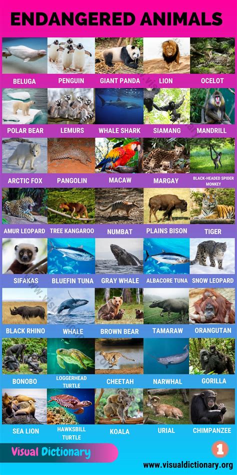 Endangered Animals List With Pictures