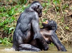 Woman sex with chimp