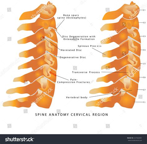 Cervical Spine. Spine Anatomy Cervical Region. Cervical Spine - Lateral View (Side View). Neck ...