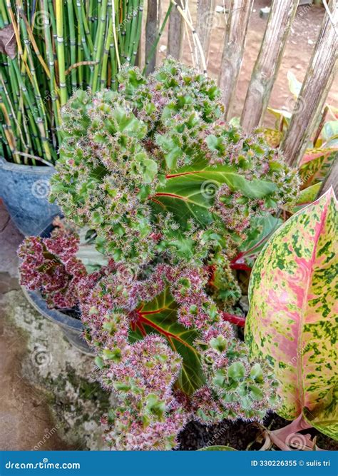 The Begonia Rex or Hariang Raja Ornamental Plant Has Green Leaves with Red Edges. Finely Spiny ... - genus of mediterranean plants with spiny leaves
