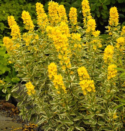 Yellow Flower Shrub Perennial Plants