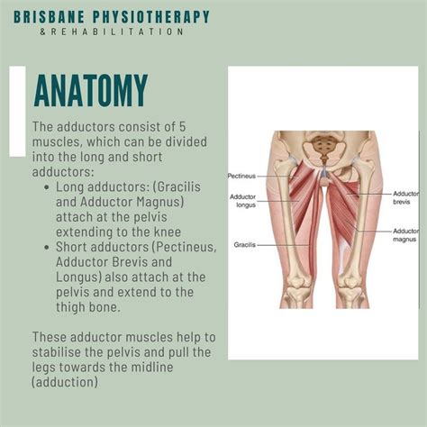 Adductor Injury & Adductor Groin Muscle Strain - Brisbane Physiotherapy