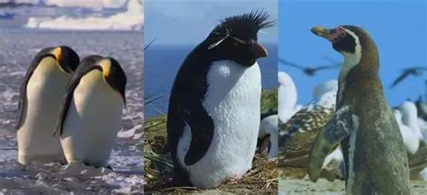 企鹅群里有特务——我最想看的良心纪录片 - 哔哩哔哩