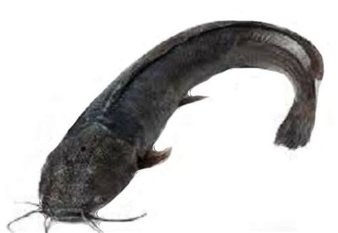 alive black mangur - Fishhub