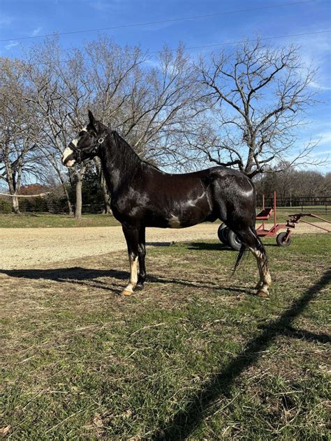 Fancy TWH Gelding