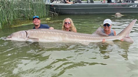 Angler lands record white sturgeon at C.J. Strike Reservoir | ktvb.com
