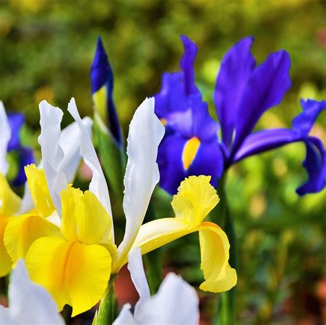 Dutch Iris Blue and Yellow Mix | Iris Hollandica Bulbs – Easy To Grow Bulbs