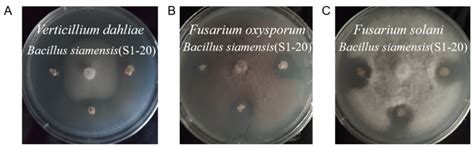 Diversity and Biocontrol Potential of Cultivable Endophytic Bacteria ...