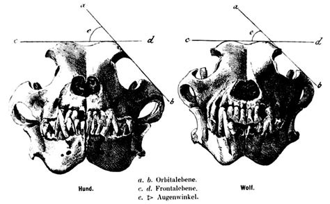 Wolf Anatomy Diagram