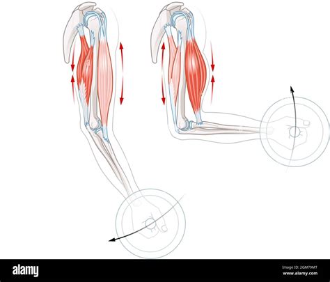Image result for Extension Muscle Movement
