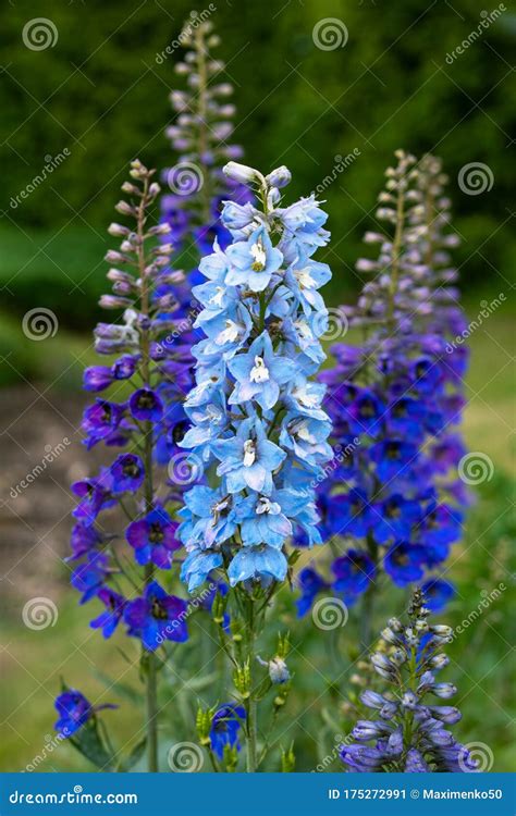 Blue Delphinium Flowers Blooming on Blurred Background. Candle ...