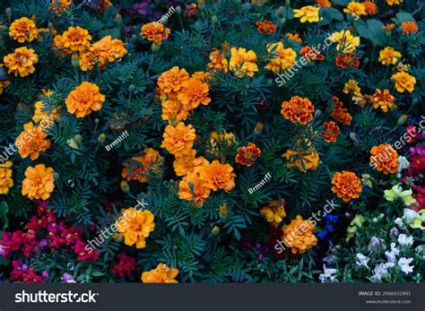 Image result for Copy/Paste Example