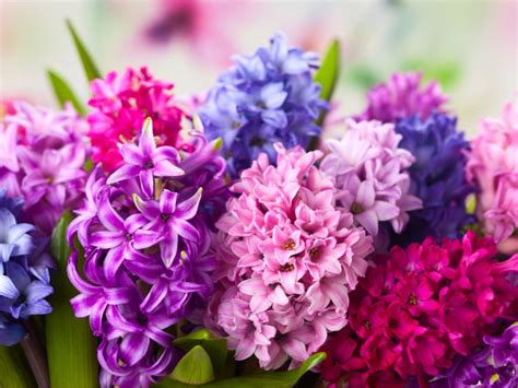 Learn How To Plant And Care For Hyacinth Bulbs