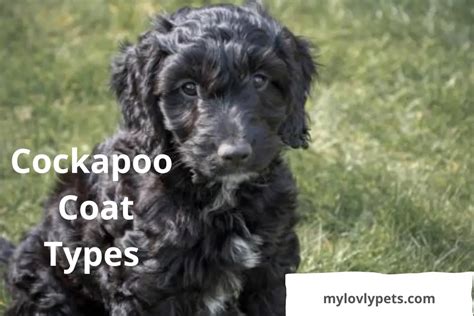 Image result for Flat Coat Cockapoo