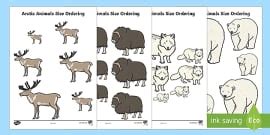 What are Arctic Animals? | Cold Climate Animals - Twinkl
