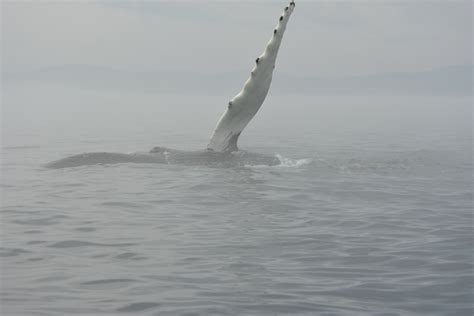 Rice’s Whale: Newly Discovered and Already on the Brink of Extinction - Baleines en direct