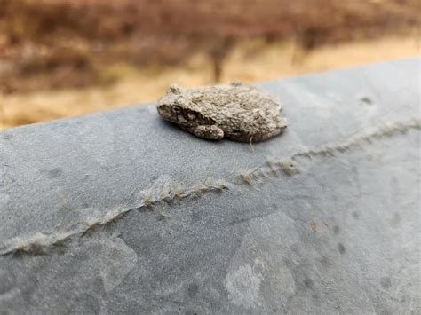 Image result for Common Gray Tree Frog