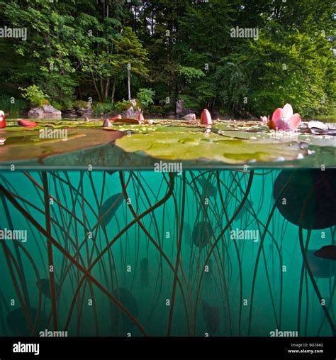 Lily Pads Underwater