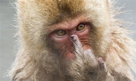 Angry Baby Middle Finger