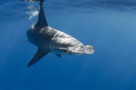 The 12 Sharks Found in Cancun's Waters - A-Z Animals